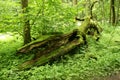 Lush green BiaÃâowiÃÂ¼a primeval forest in Poland